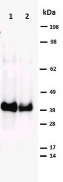 Anti-Cre Antibody Novagen&#174;