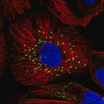 Anti-JAG2 antibody produced in rabbit Prestige Antibodies&#174; Powered by Atlas Antibodies, affinity isolated antibody