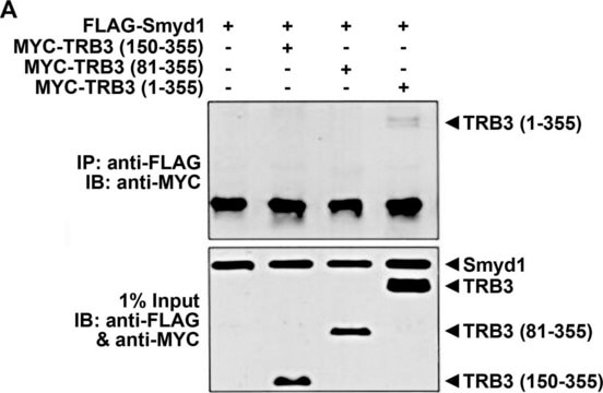 Anti-TRB3 (N-terminal) antibody produced in rabbit affinity isolated antibody, buffered aqueous solution