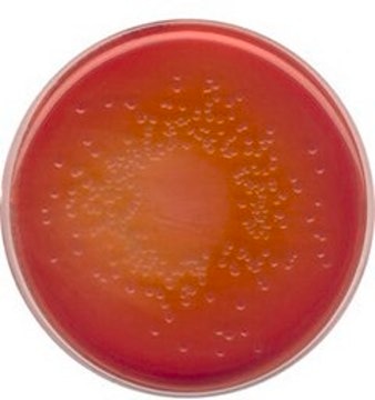 MacConkey Agar with Crystal violet, Sodium chloride and 0.15% Bile salts suitable for microbiology, NutriSelect&#174; Plus