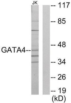 Anti-GATA4 antibody produced in rabbit affinity isolated antibody