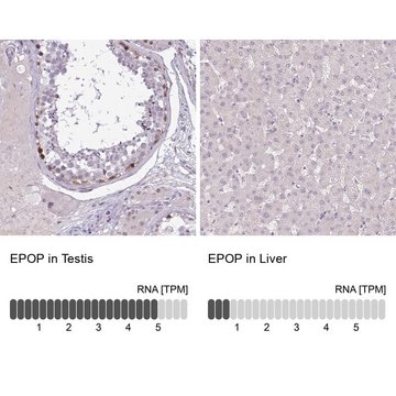 Anti-EPOP antibody produced in rabbit Prestige Antibodies&#174; Powered by Atlas Antibodies, affinity isolated antibody, buffered aqueous glycerol solution