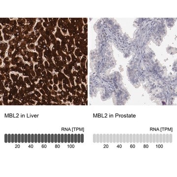 Anti-MBL2 antibody produced in rabbit Prestige Antibodies&#174; Powered by Atlas Antibodies, affinity isolated antibody, buffered aqueous glycerol solution