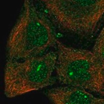 Anti-CPEB3 antibody produced in rabbit Prestige Antibodies&#174; Powered by Atlas Antibodies, affinity isolated antibody, buffered aqueous glycerol solution