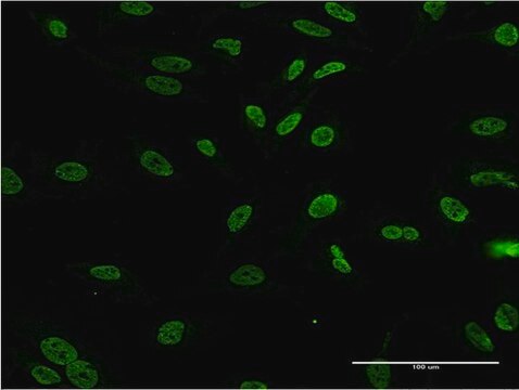 ANTI-DLX1 antibody produced in mouse clone 3F9, purified immunoglobulin, buffered aqueous solution