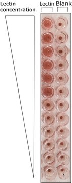 Lectin from Phaseolus vulgaris (red kidney bean) Phytohemagglutinin PHA-M, lyophilized powder