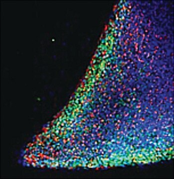 Anti-NANOG antibody produced in goat affinity isolated antibody, buffered aqueous solution