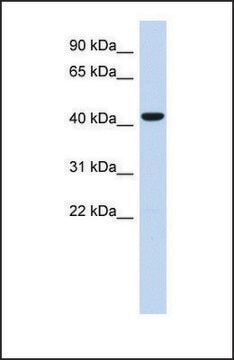 Anti-SGMS2, (N-terminal) antibody produced in rabbit affinity isolated antibody