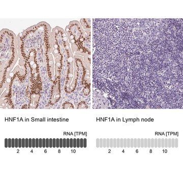 Anti-HNF1A antibody produced in rabbit Prestige Antibodies&#174; Powered by Atlas Antibodies, affinity isolated antibody, buffered aqueous glycerol solution