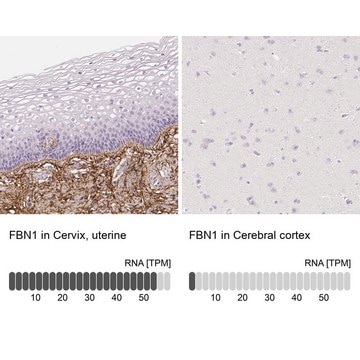 Anti-FBN1 antibody produced in rabbit Prestige Antibodies&#174; Powered by Atlas Antibodies, affinity isolated antibody, buffered aqueous glycerol solution