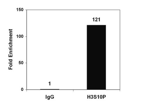 ChIPAb+ Phospho-Histone H3 (Ser10) - ChIP Validated Antibody and Primer Set clone CMA312, from mouse, purified by using protein G