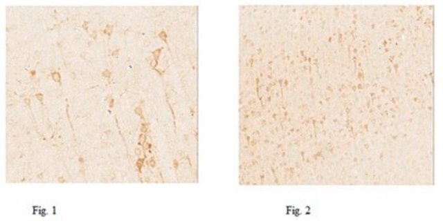 Anti-Fluorescent Gold Antibody from rabbit