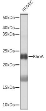 Anti- RhoA antibody produced in rabbit