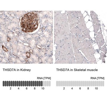 Monoclonal Anti-THSD7A antibody produced in mouse Prestige Antibodies&#174; Powered by Atlas Antibodies, clone CL3778, purified immunoglobulin, buffered aqueous glycerol solution