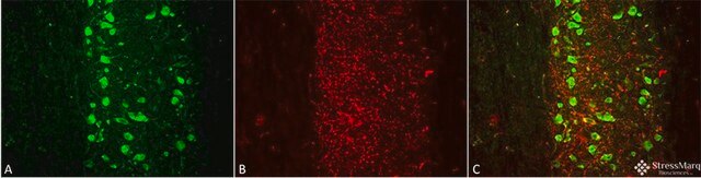 Monoclonal Anti-Mmp9 antibody produced in mouse clone S51-82, purified immunoglobulin