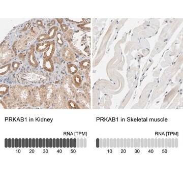 Anti-PRKAB1 antibody produced in rabbit Prestige Antibodies&#174; Powered by Atlas Antibodies, affinity isolated antibody, buffered aqueous glycerol solution