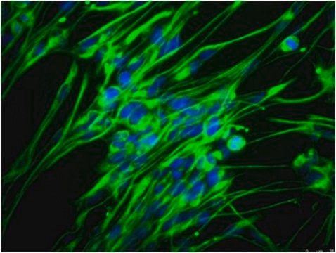 Anti-Nestin Antibody, clone rat-401, Alexa Fluor&#8482; 488 conjugate clone rat-401, from mouse, ALEXA FLUOR&#8482; 488