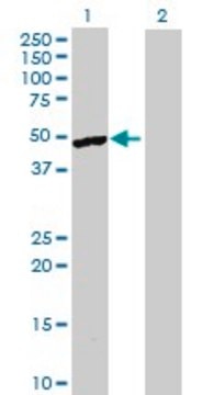 Anti-SGCE antibody produced in mouse purified immunoglobulin, buffered aqueous solution