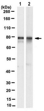 Anti-TAB-2 Antibody, clone 1D5.2 clone 1D5.2, from mouse