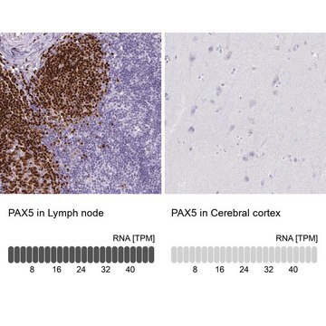 Anti-PAX5 antibody produced in rabbit Prestige Antibodies&#174; Powered by Atlas Antibodies, affinity isolated antibody, buffered aqueous glycerol solution