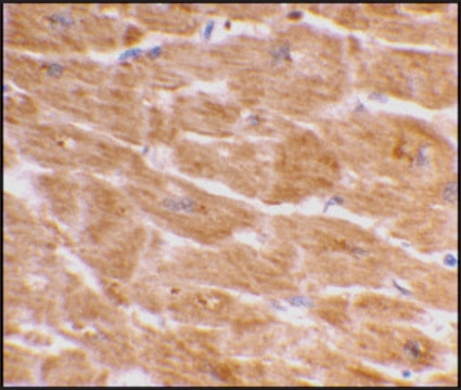 Anti-Caspase-1 (ab1) antibody produced in rabbit affinity isolated antibody, buffered aqueous solution