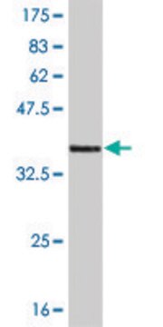 Monoclonal Anti-CNR1 antibody produced in mouse clone 2F9, purified immunoglobulin, buffered aqueous solution