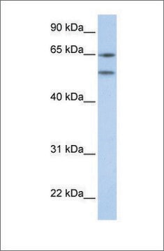 Anti-HTR2A antibody produced in rabbit affinity isolated antibody