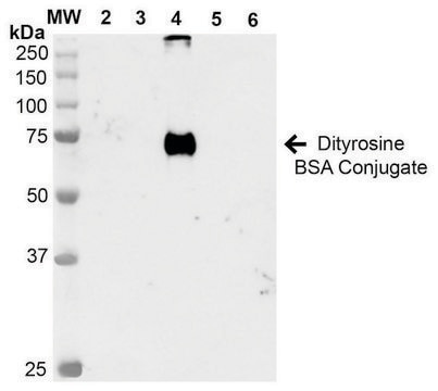 Monoclonal Anti-Dityrosine-Atto 594 antibody produced in mouse clone 7D4