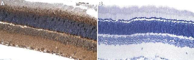 Anti-Cone Arrestin Antibody Chemicon&#174;, from rabbit