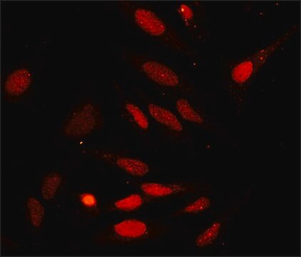 Anti-GADD153 antibody produced in rabbit affinity isolated antibody, buffered aqueous solution