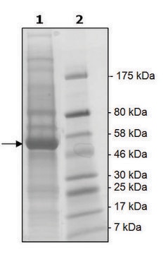 NEK2 active human recombinant, expressed in baculovirus infected Sf9 cells, &#8805;65% (SDS-PAGE)