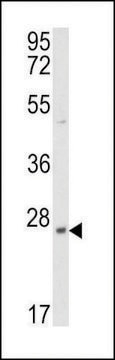 ANTI-PRL3 antibody produced in rabbit IgG fraction of antiserum, buffered aqueous solution