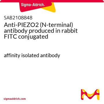 Anti-PIEZO2 (N-terminal) antibody produced in rabbit FITC conjugated affinity isolated antibody