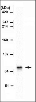 Anti-ADAR2 Antibody, clone 1.3.1 clone 1.3.1, from mouse