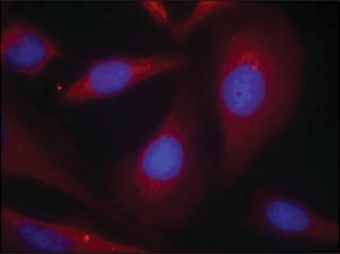 Anti-NFKB1 (Ab-927) antibody produced in rabbit affinity isolated antibody