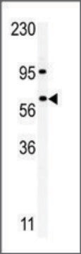 Anti-RIOK1 (C-term) antibody produced in rabbit IgG fraction of antiserum, buffered aqueous solution