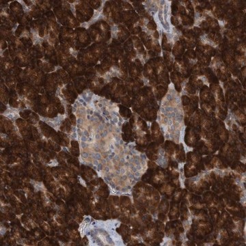 Anti-RPL26 antibody produced in rabbit Prestige Antibodies&#174; Powered by Atlas Antibodies, affinity isolated antibody, buffered aqueous glycerol solution