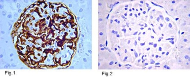 Anti-Insulin Antibody, clone1 clone MAB1, from mouse, purified by affinity chromatography