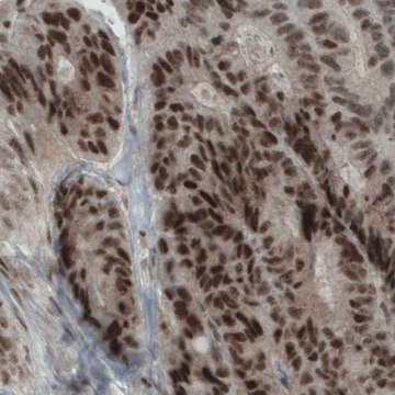 Monoclonal Anti-NSD2 antibody produced in mouse Prestige Antibodies&#174; Powered by Atlas Antibodies, clone CL1057, purified immunoglobulin, buffered aqueous glycerol solution