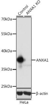 Anti-ANXA1 antibody produced in rabbit