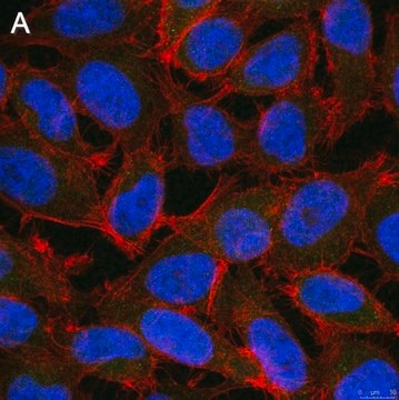 Anti-ALKBH5 Antibody, clone 6G7 ZooMAb&#174; Rabbit Monoclonal recombinant, expressed in HEK 293 cells