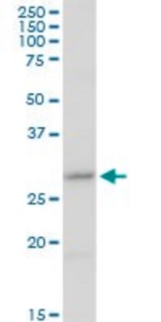 Anti-CER1 antibody produced in rabbit purified immunoglobulin, buffered aqueous solution