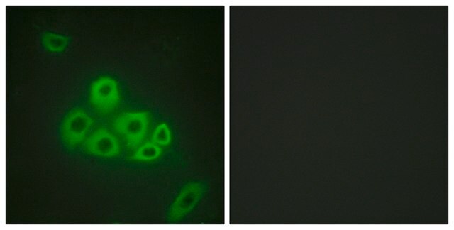 Anti-S1P Receptor EDG1 antibody produced in rabbit affinity isolated antibody