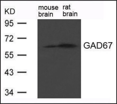 Anti-GAD1 antibody produced in rabbit affinity isolated antibody