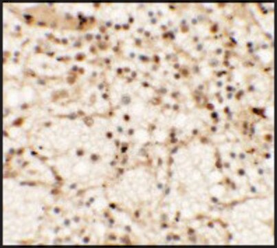 Anti-CLEC7A antibody produced in rabbit affinity isolated antibody, buffered aqueous solution