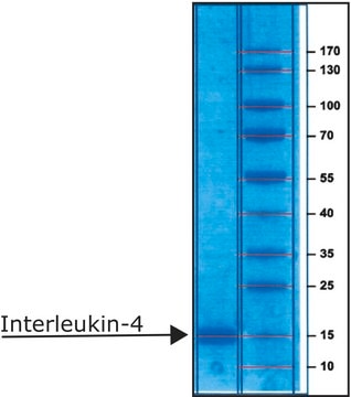 Interleukin-4 human IL-4, recombinant, expressed in E. coli, lyophilized powder, suitable for cell culture