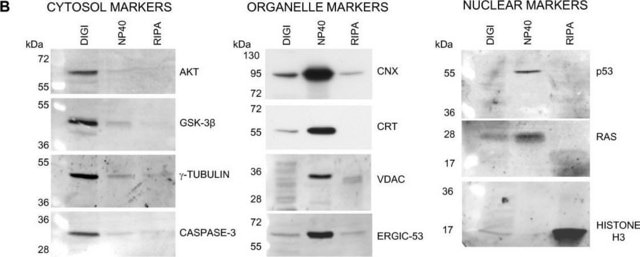 Anti-Ras Antibody, clone RAS10 clone RAS10, Upstate&#174;, from mouse