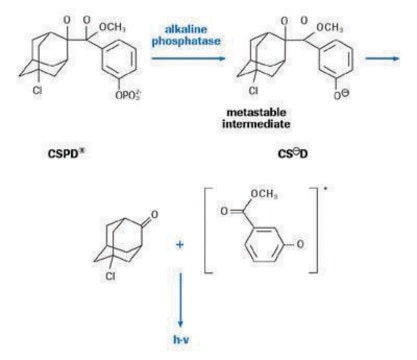 DIG Luminescent Detection Kit sufficient for 50&#160;blots (10 cm x 10 cm each), kit of 1 (5 components), suitable for hybridization