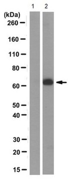 Anti-TAP1 Antibody, clone mAb 148.3 clone mAb 148.3, from mouse