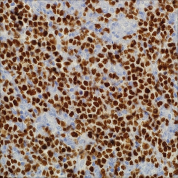 Oct-2 (MRQ-2) Mouse Monoclonal Antibody